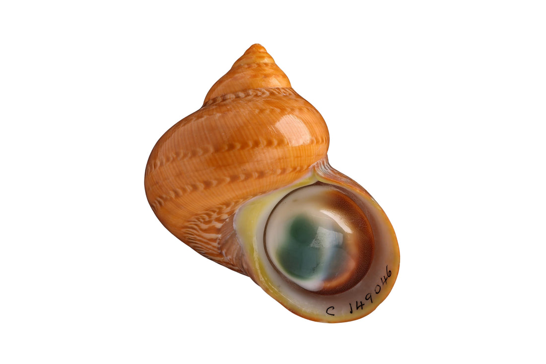 Vintage 14 carat gold Mata Biak ring-Vintage Rings-The Antique Ring Shop